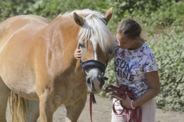 Szöszi 2012-es születésű haflingi kanca. Bohókás, kedves kisló a maga 145 cm marmagasságával a könnyű lovasaink, ifiseink nagyszerű társa a sportolásra. 